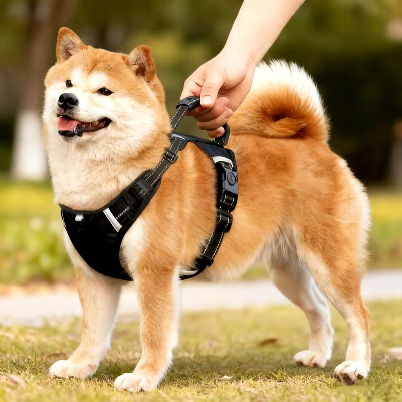 Pet Chest Harness