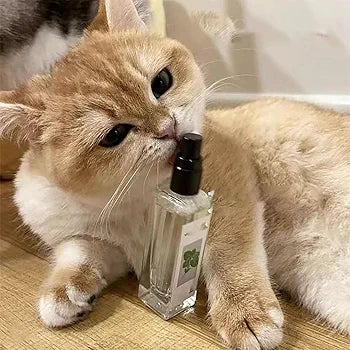 Catnip happy water