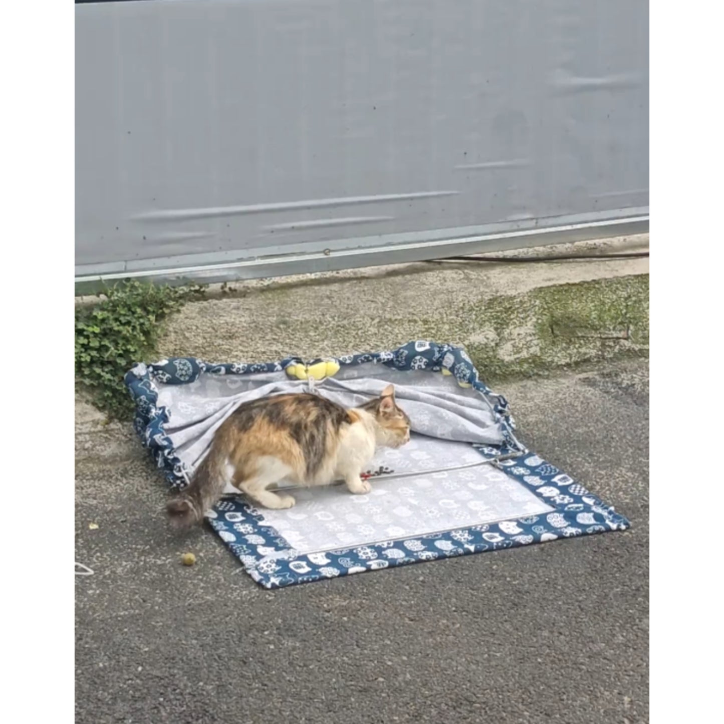 Cat custom Trap