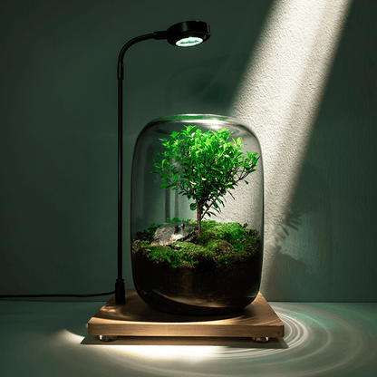 【The Tree of Life】Beautiful Micro landscape