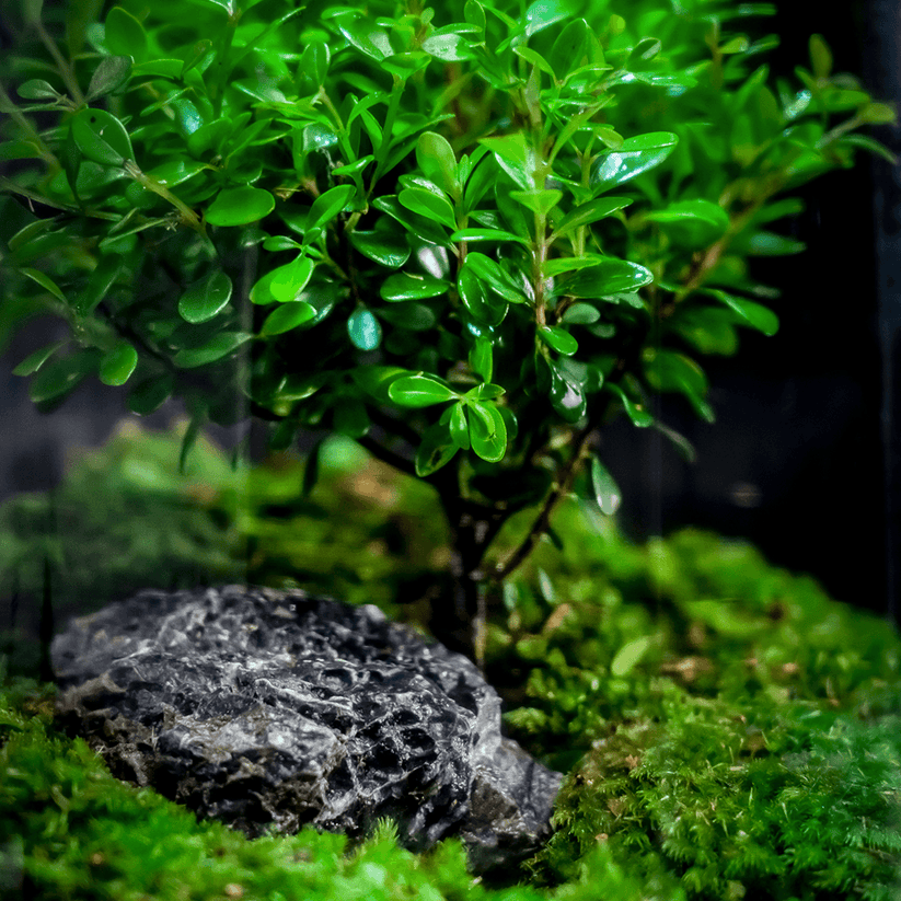 【The Tree of Life】Beautiful Micro landscape