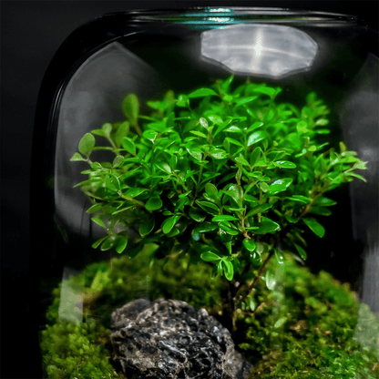 【The Tree of Life】Beautiful Micro landscape