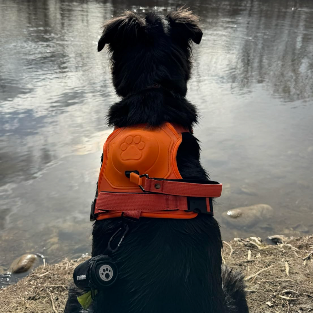 New dog harness