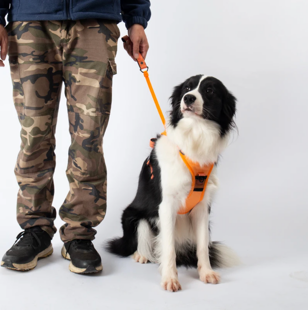 New dog harness