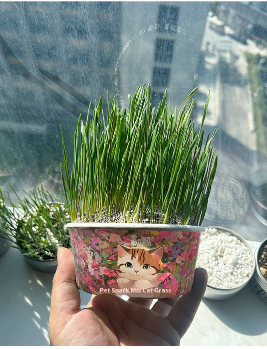 Cat organic grass
