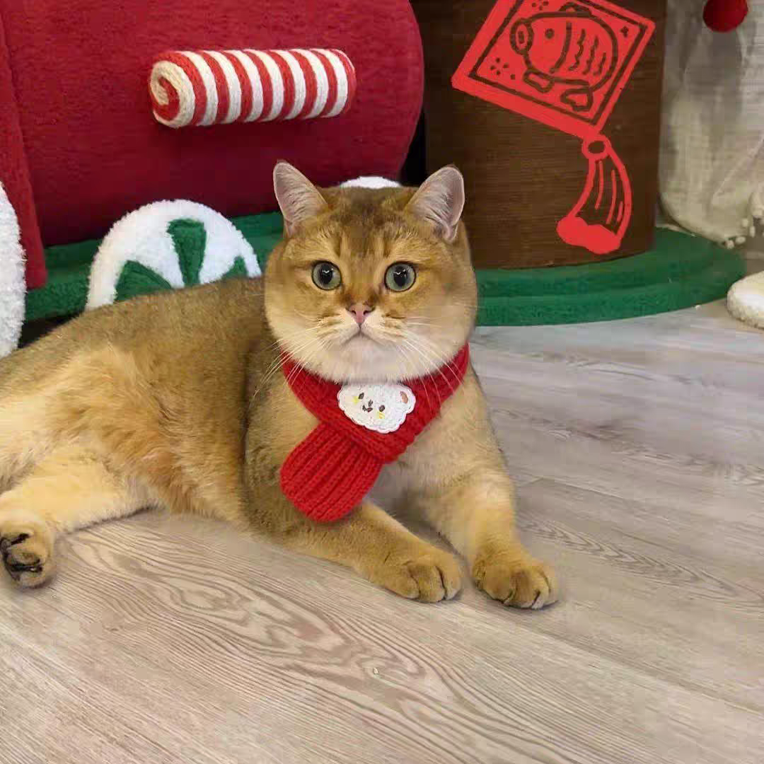 Small Pet scarf 🧣