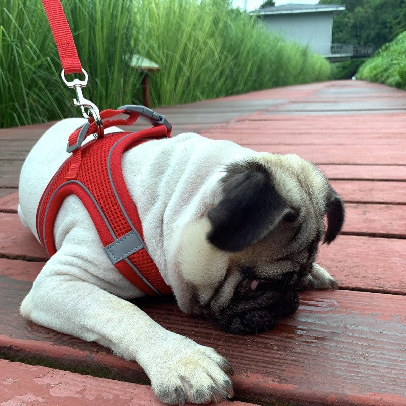 Pet Outgoing Harness