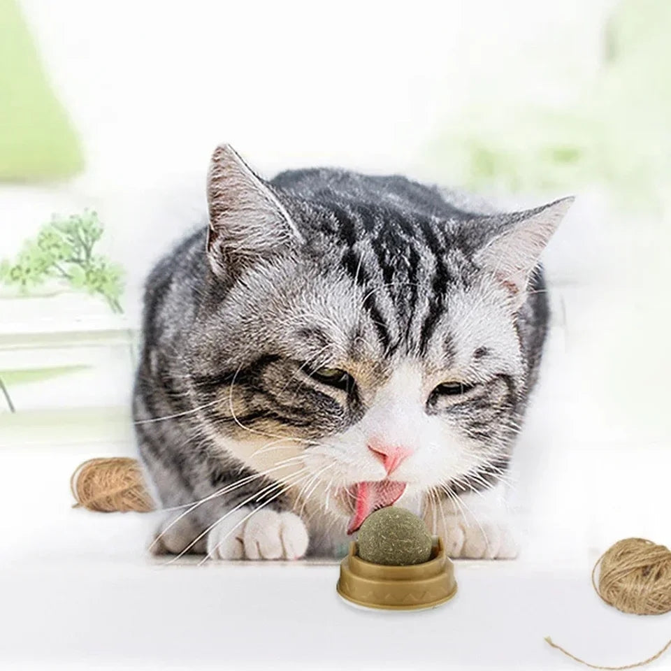 Catnip licking food