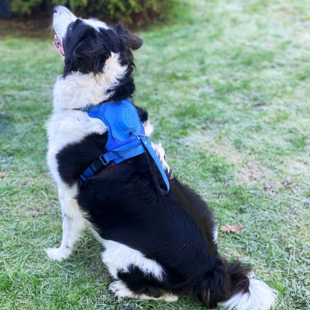 New dog harness