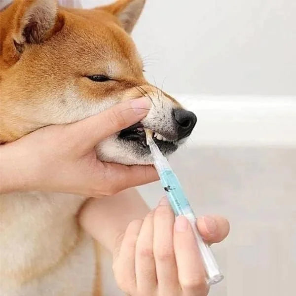 Dog teeth repairing kit