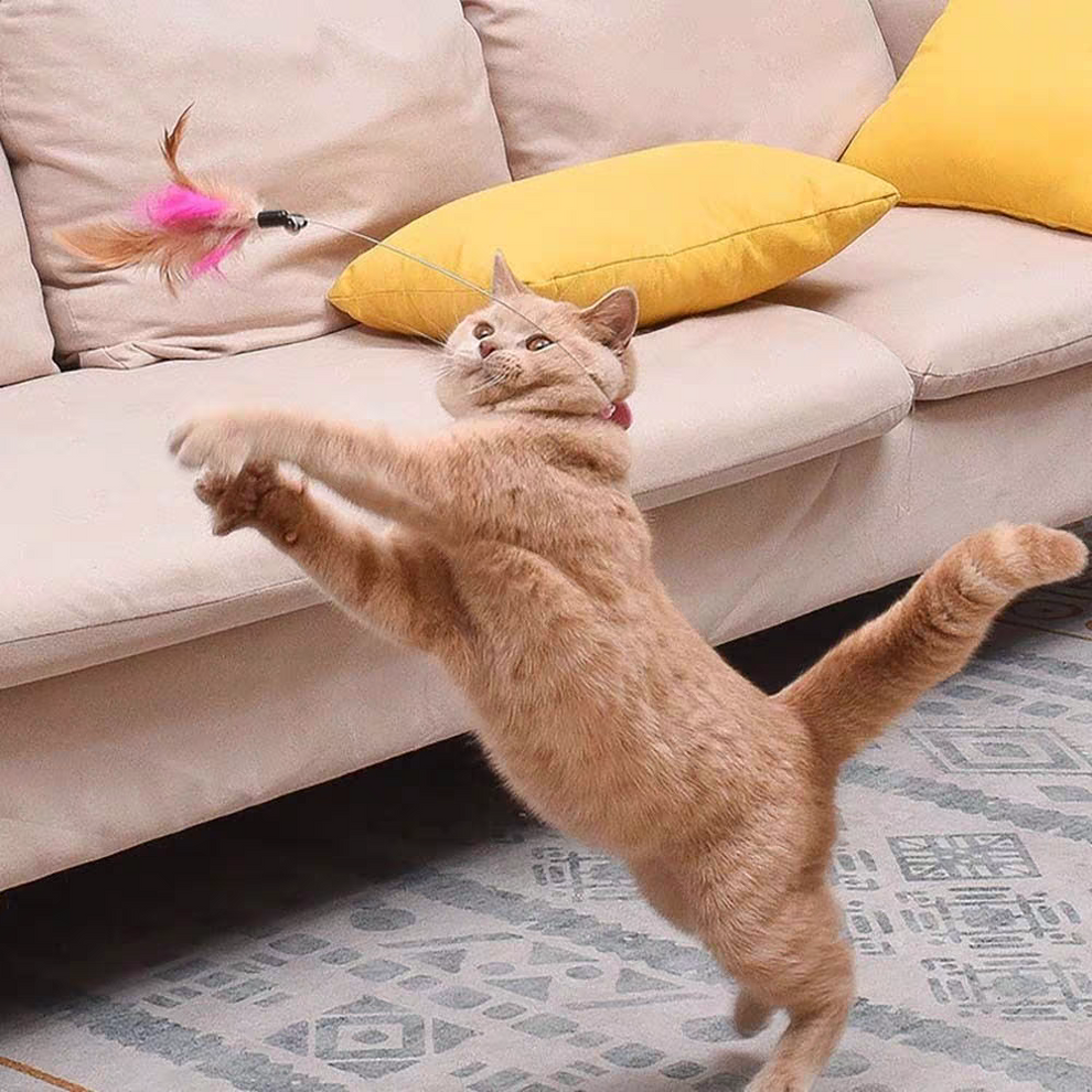 Cat toys feather collar self healing 🤯