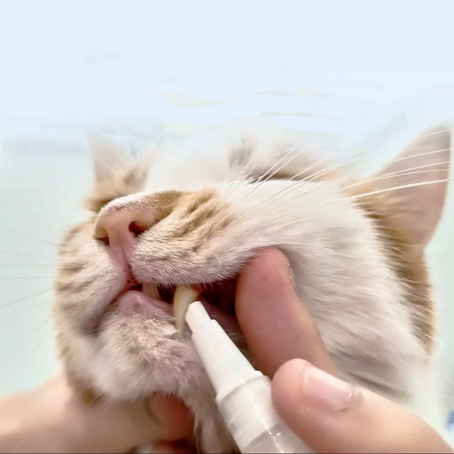 Dog teeth repairing kit